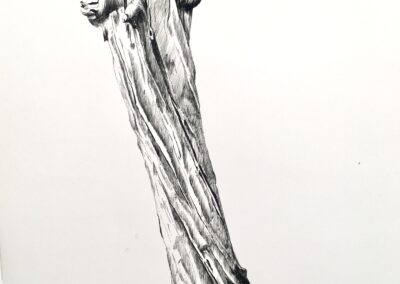 Telle une forme érectile, les bois de Loire surgisse du fleuve au gré des crues